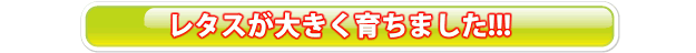 ~レタス水耕栽培での考察~