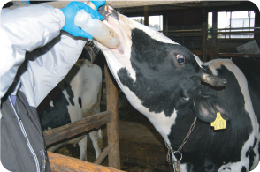経口投与される乳用牛