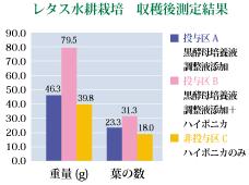 レタス水耕栽培　収穫後測定結果